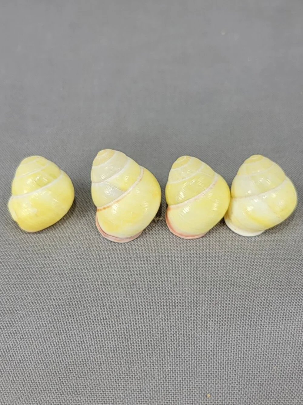 Yellow Banded Land Snail Shells Lot of 4 Decor Crafts